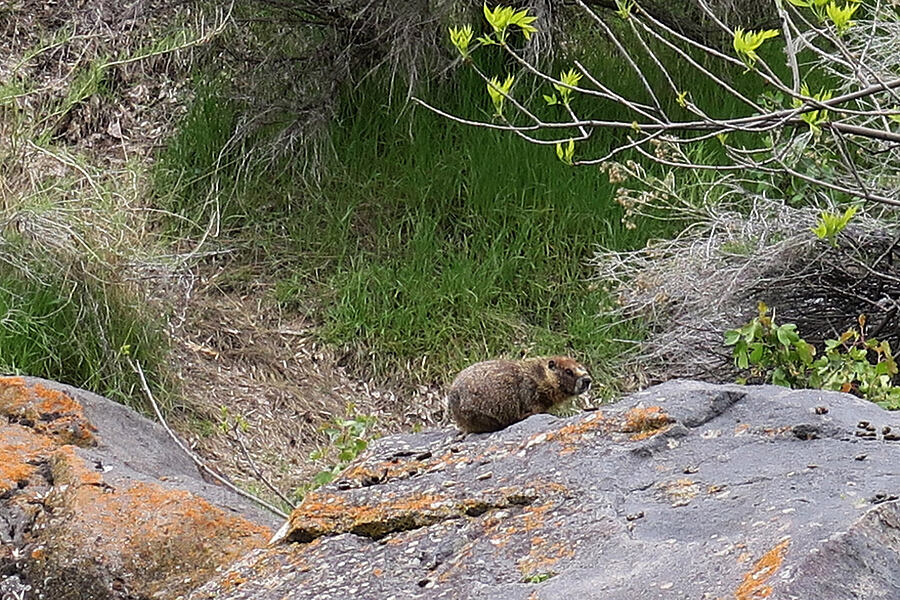 yellow-bellied marmot (rock chuck) (Marmota flaviventris) [Shoshone Falls Park, Twin Falls, Idaho]