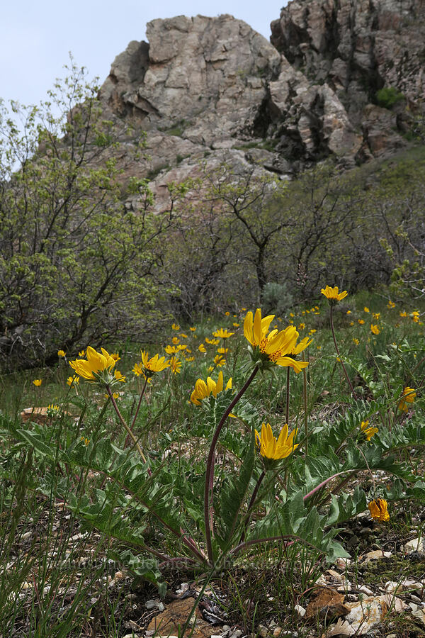 Hooker's balsamroot (Balsamorhiza hookeri) [Rock Canyon Trail, Provo, Utah County, Utah]