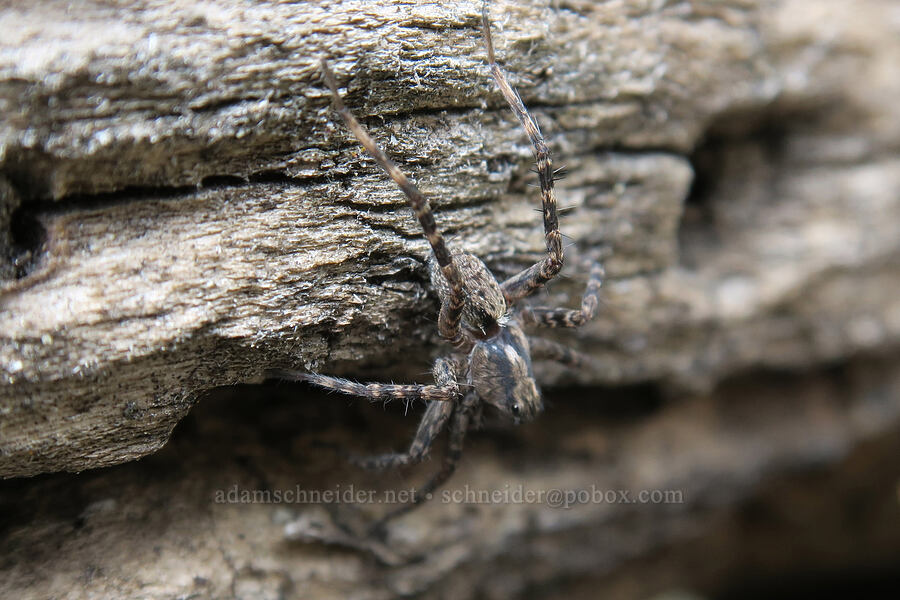 thin-legged wolf spider (Pardosa sp.) [Rock Canyon Trail, Provo, Utah County, Utah]