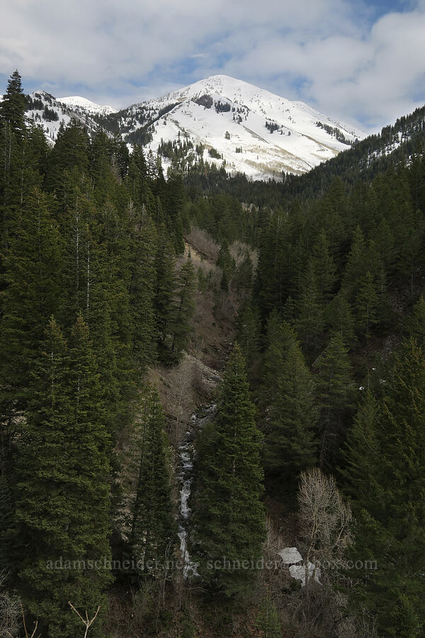 Second Right Fork & Provo Peak [Rock Canyon Trail, Provo, Utah County, Utah]