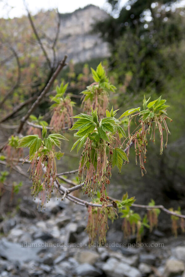 box elder maple flowers (Acer negundo) [Rock Canyon Trail, Provo, Utah County, Utah]