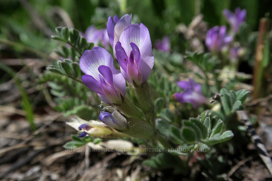 browse milk-vetch (Astragalus cibarius) [SR-167, Uinta-Wasatch-Cache National Forest, Weber County, Utah]