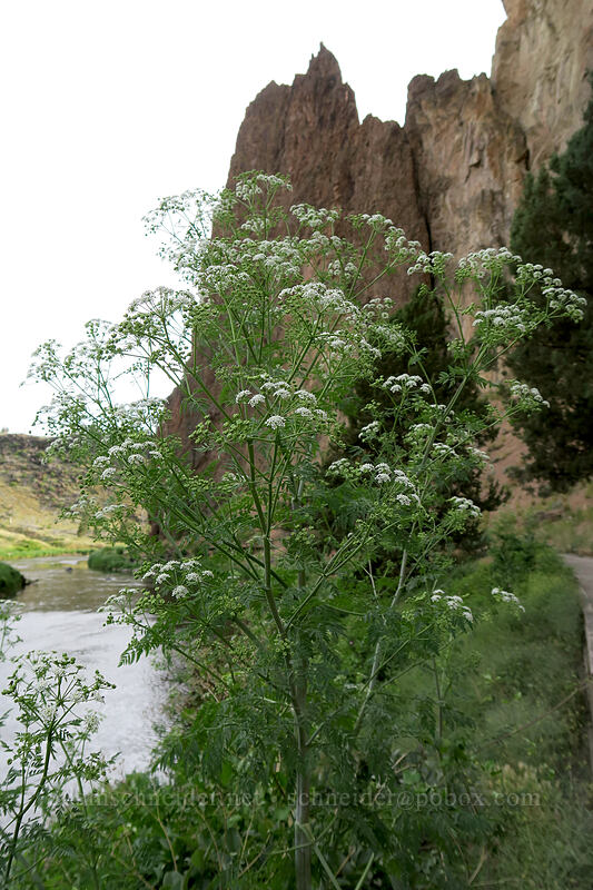poison hemlock (Conium maculatum) [River Trail, Smith Rock State Park, Deschutes County, Oregon]
