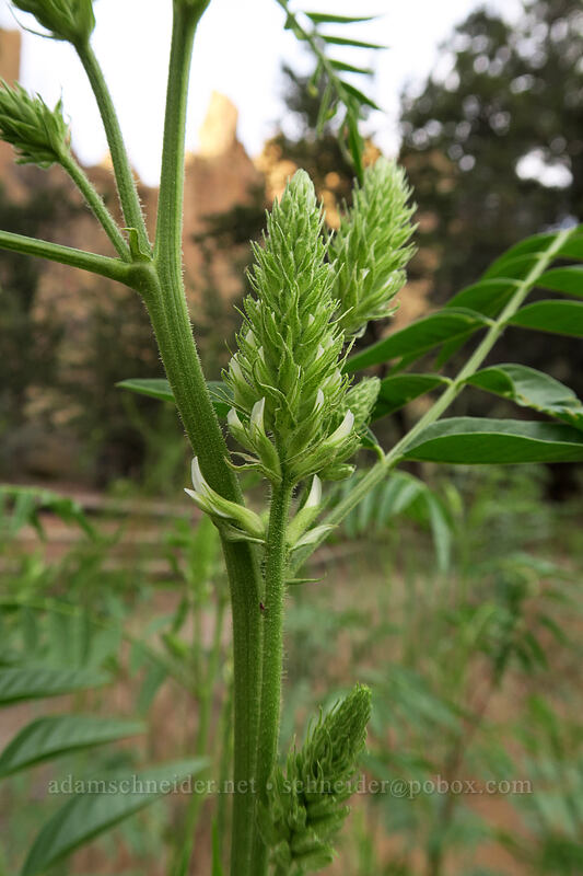American licorice (Glycyrrhiza lepidota) [River Trail, Smith Rock State Park, Deschutes County, Oregon]