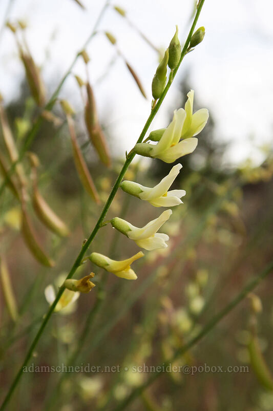 basalt milk-vetch (Astragalus filipes) [River Trail, Smith Rock State Park, Deschutes County, Oregon]