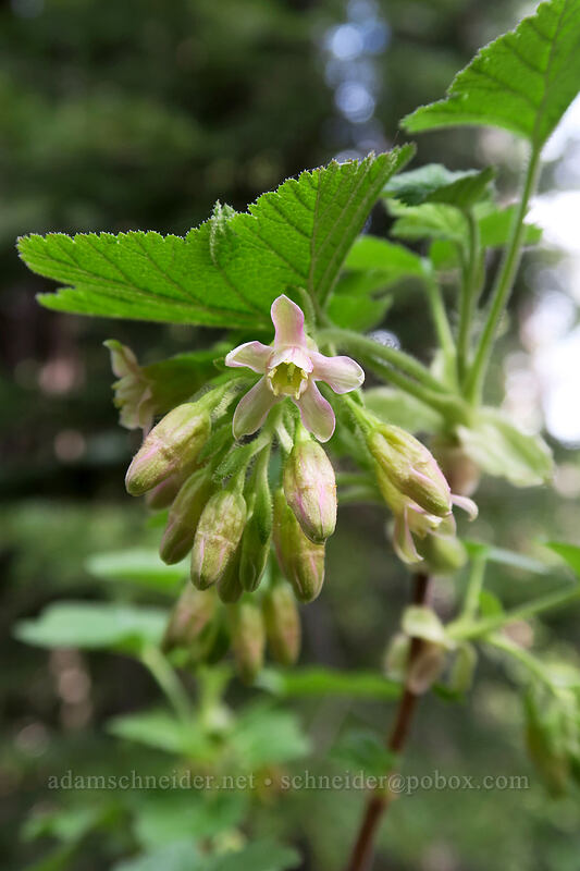 sticky currant (Ribes viscosissimum) [Independent Mine Trail, Ochoco National Forest, Crook County, Oregon]
