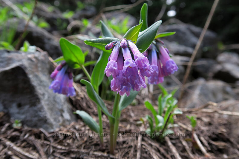 purple/pink bluebells (Mertensia longiflora) [Independent Mine Trail, Ochoco National Forest, Crook County, Oregon]