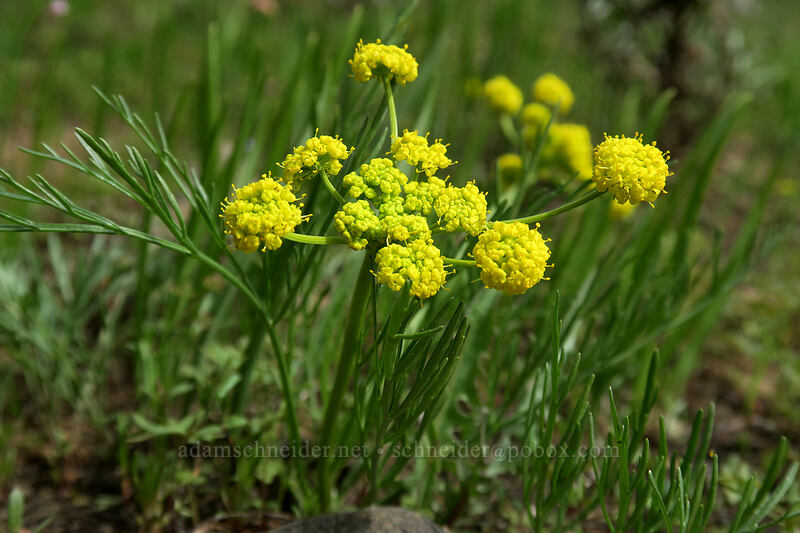 slender-fruit desert parsley (Lomatium leptocarpum (Lomatium bicolor var. leptocarpum)) [Independent Mine Trail, Ochoco National Forest, Crook County, Oregon]