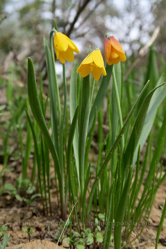 yellow bells (Fritillaria pudica) [Independent Mine Trail, Ochoco National Forest, Crook County, Oregon]