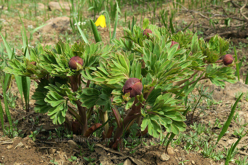 Brown's peony, budding (Paeonia brownii) [Independent Mine Trail, Ochoco National Forest, Crook County, Oregon]
