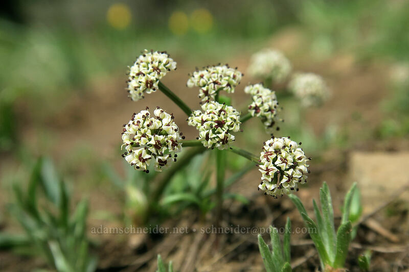 salt-and-pepper desert parsley (Lomatium sp.) [Independent Mine Trail, Ochoco National Forest, Crook County, Oregon]