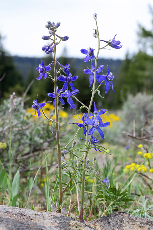 larkspur (Delphinium nuttallianum) [Independent Mine Trail, Ochoco National Forest, Crook County, Oregon]