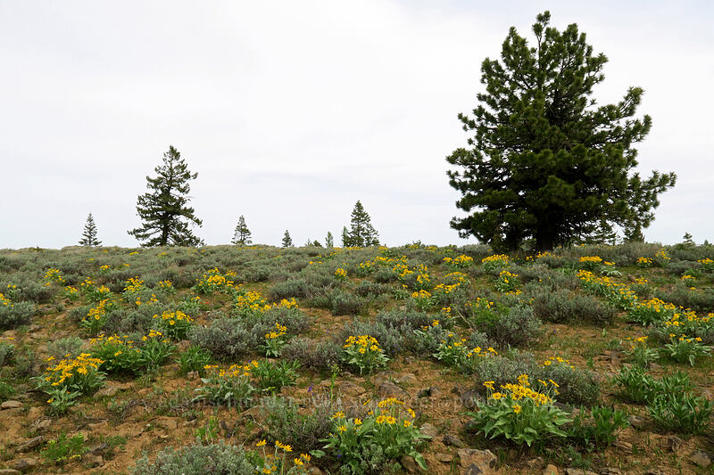 balsamroot & sagebrush (Balsamorhiza sagittata, Artemisia tridentata) [Independent Mine Trail, Ochoco National Forest, Crook County, Oregon]