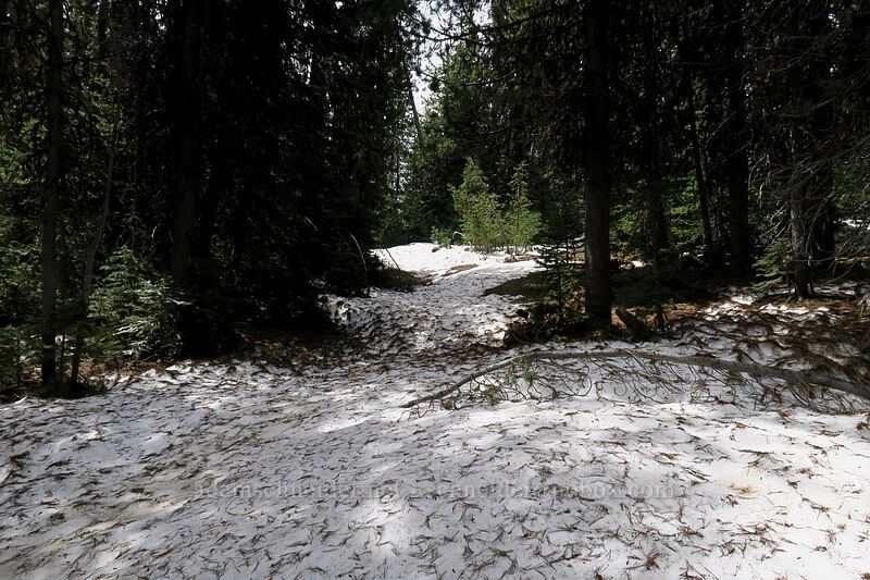 snow [Independent Mine Trail, Ochoco National Forest, Crook County, Oregon]