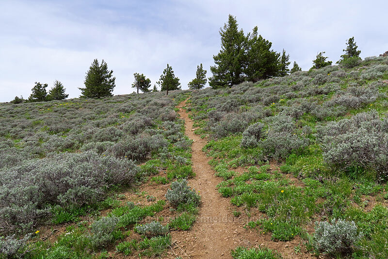 trail through sagebrush [Line Butte Tie Trail, Ochoco National Forest, Crook County, Oregon]