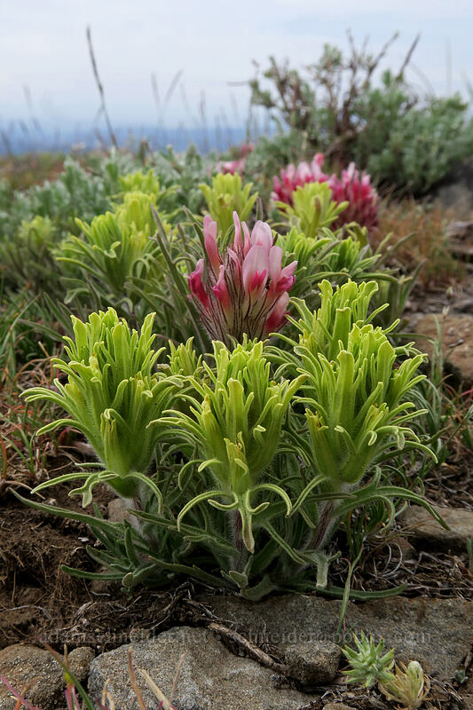 pale paintbrush & big-head clover (Castilleja oresbia, Trifolium macrocephalum) [Lookout Mountain summit, Ochoco National Forest, Crook County, Oregon]