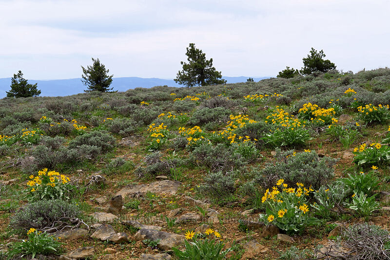 balsamroot & sagebrush (Balsamorhiza sagittata, Artemisia tridentata) [Lookout Mountain summit, Ochoco National Forest, Crook County, Oregon]