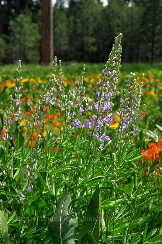 lupines (Lupinus sp.) [Forest Road 42, Big Summit Prairie, Crook County, Oregon]