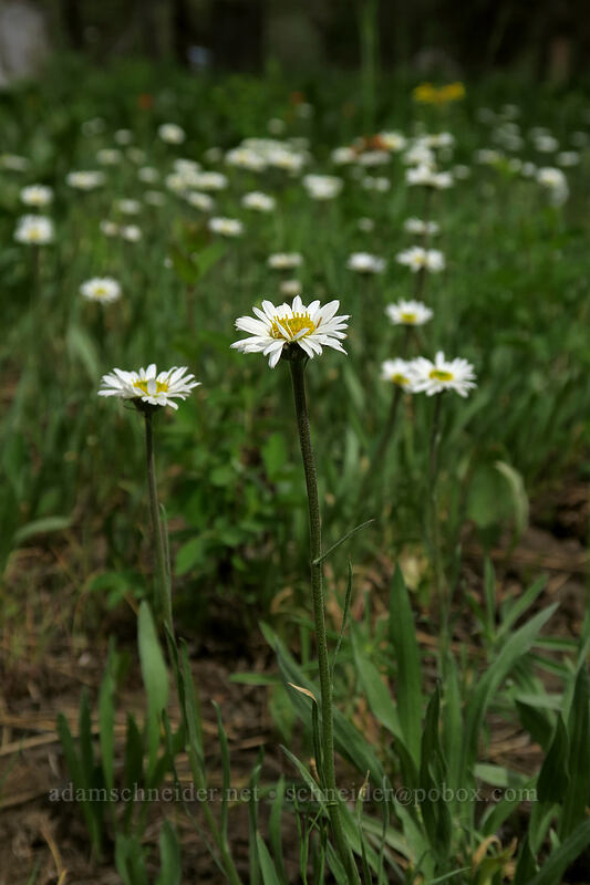 Eaton's daisy (Erigeron eatonii) [Forest Road 42, Big Summit Prairie, Crook County, Oregon]