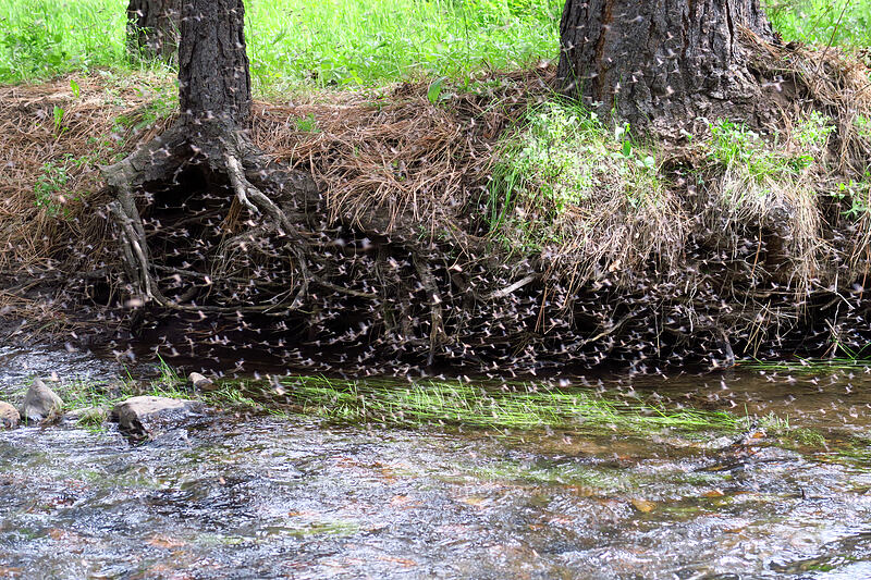 mayflies [Lookout Creek, Ochoco National Forest, Crook County, Oregon]