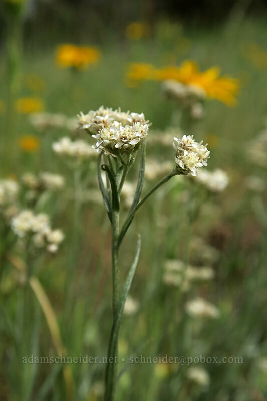 tall pussy-toes (pearly pussytoes) (Antennaria anaphaloides) [Forest Road 42, Big Summit Prairie, Crook County, Oregon]