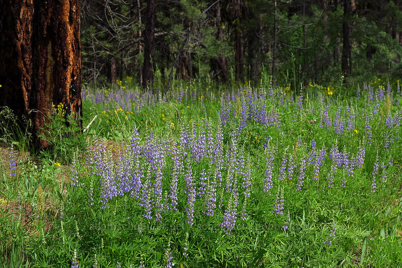 lupines (Lupinus sp.) [Forest Road 42, Big Summit Prairie, Crook County, Oregon]