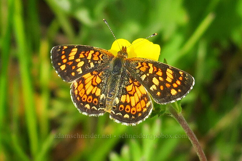 field crescent butterfly (Phyciodes pulchella) [Forest Road 30, Big Summit Prairie, Crook County, Oregon]
