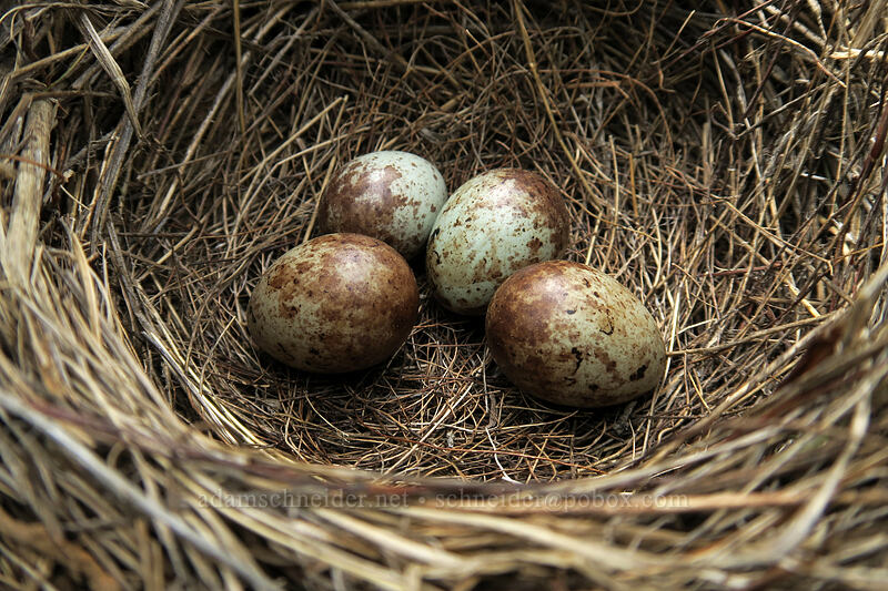 bird's nest [Forest Road 30, Big Summit Prairie, Crook County, Oregon]
