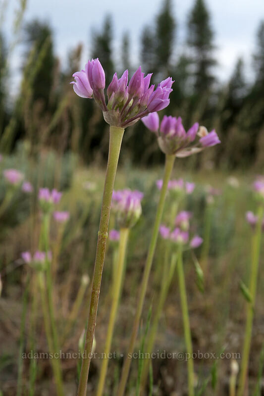 Geyer's onion flowers (Allium geyeri) [Forest Road 2207, Big Summit Prairie, Crook County, Oregon]