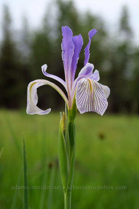 western blue flag iris (Iris missouriensis) [Forest Road 4210, Big Summit Prairie, Crook County, Oregon]