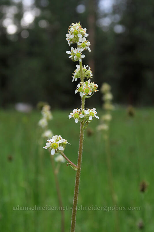 Oregon saxifrage (Micranthes oregana (Saxifraga oregana)) [Forest Road 4210, Big Summit Prairie, Crook County, Oregon]