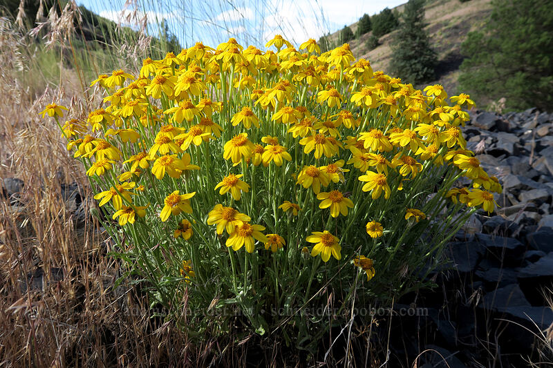 Oregon sunshine (Eriophyllum lanatum) [U.S. Highway 97, Wasco County, Oregon]