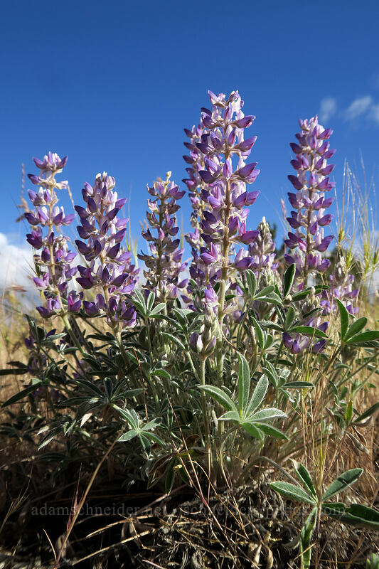 silky lupine (Lupinus sericeus) [Cow Canyon Rest Area, Wasco County, Oregon]