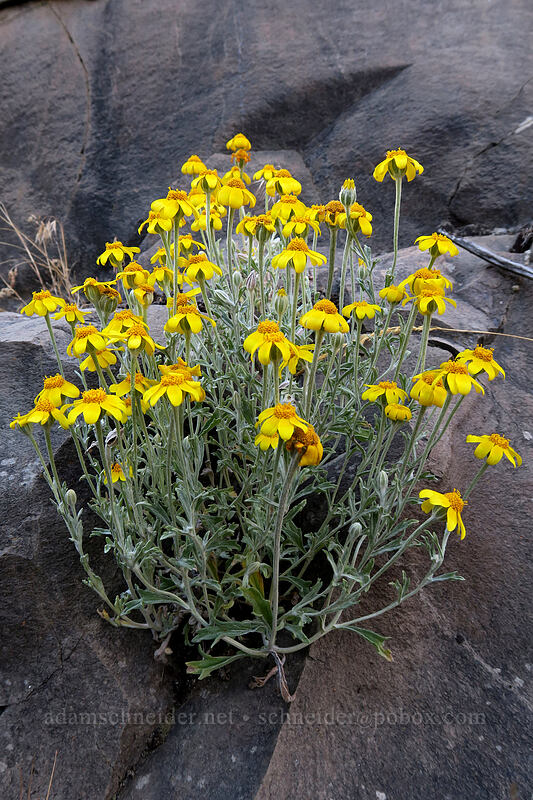 Oregon sunshine (Eriophyllum lanatum) [White River Falls State Park, Wasco County, Oregon]