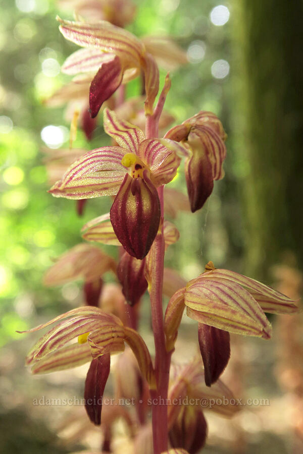 striped coral-root orchid (Corallorhiza striata) [Old Logger's Trail, Dog Mountain, Gifford Pinchot National Forest, Skamania County, Washington]