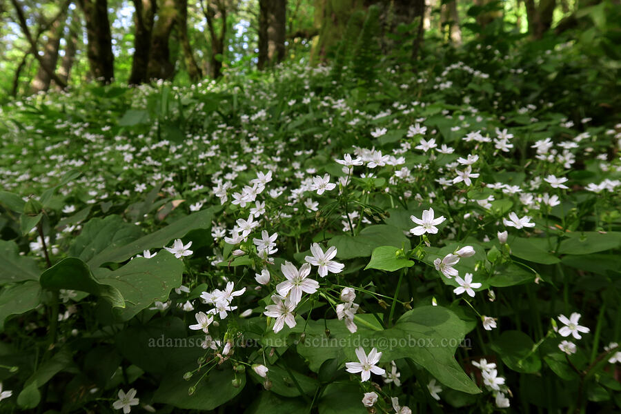 candyflower (Claytonia sibirica (Montia sibirica)) [Dog Mountain Trail, Gifford Pinchot National Forest, Skamania County, Washington]