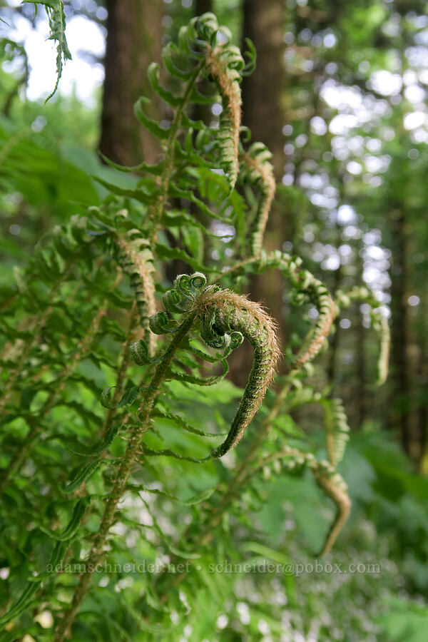 sword ferns, unfurling (Polystichum munitum) [Dog Mountain Trail, Gifford Pinchot National Forest, Skamania County, Washington]