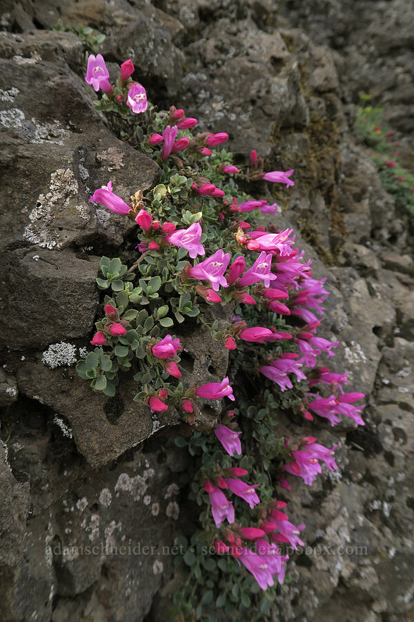 cliff penstemon (Penstemon rupicola) [Dog Mountain Trail, Gifford Pinchot National Forest, Skamania County, Washington]