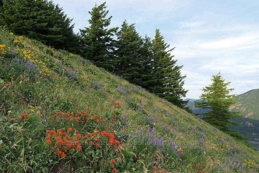 wildflowers (Castilleja hispida, Lupinus sp., Balsamorhiza sp.) [Dog Mountain Trail, Gifford Pinchot National Forest, Skamania County, Washington]