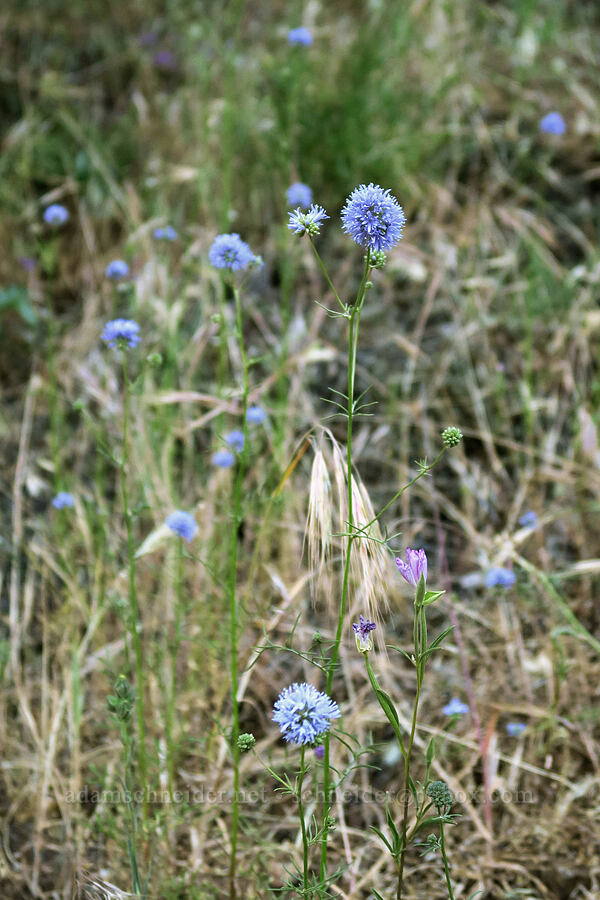 blue-head gilia (Gilia capitata) [Dog Mountain Trail, Gifford Pinchot National Forest, Skamania County, Washington]