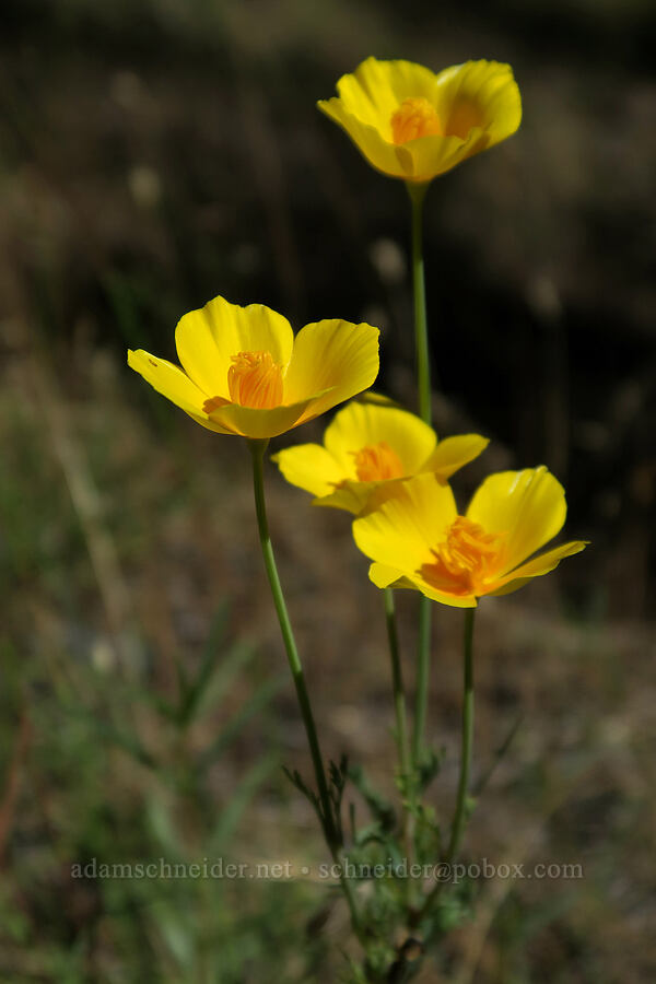 yellow California poppies (Eschscholzia californica var. crocea) [Eight Dollar Mountain, Josephine County, Oregon]