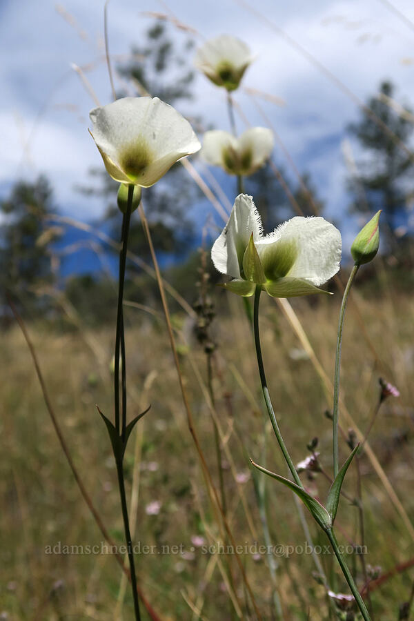 Howell's mariposa lilies (Calochortus howellii) [Eight Dollar Mountain Botanical Wayside, Rogue River-Siskiyou National Forest, Josephine County, Oregon]