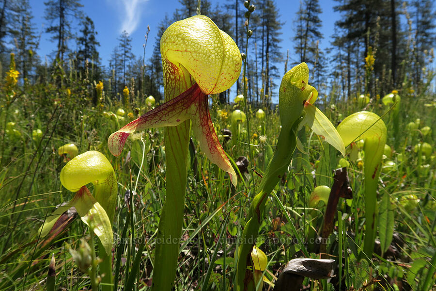 California pitcher plants (Darlingtonia californica) [Eight Dollar Mountain Botanical Wayside, Rogue River-Siskiyou National Forest, Josephine County, Oregon]
