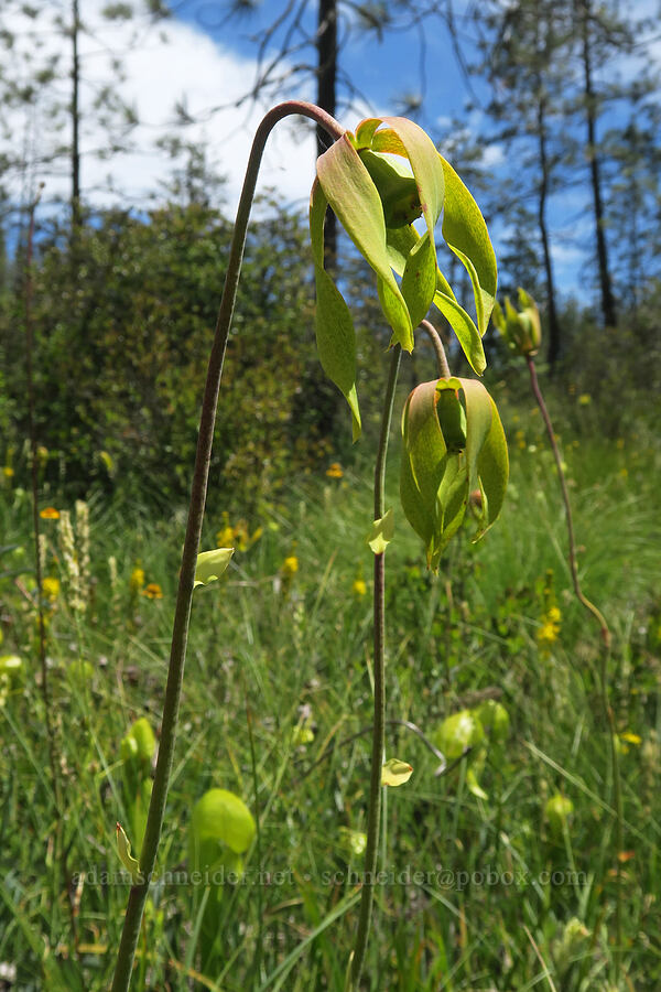 California pitcher plant flowers (Darlingtonia californica) [Eight Dollar Mountain Botanical Wayside, Rogue River-Siskiyou National Forest, Josephine County, Oregon]