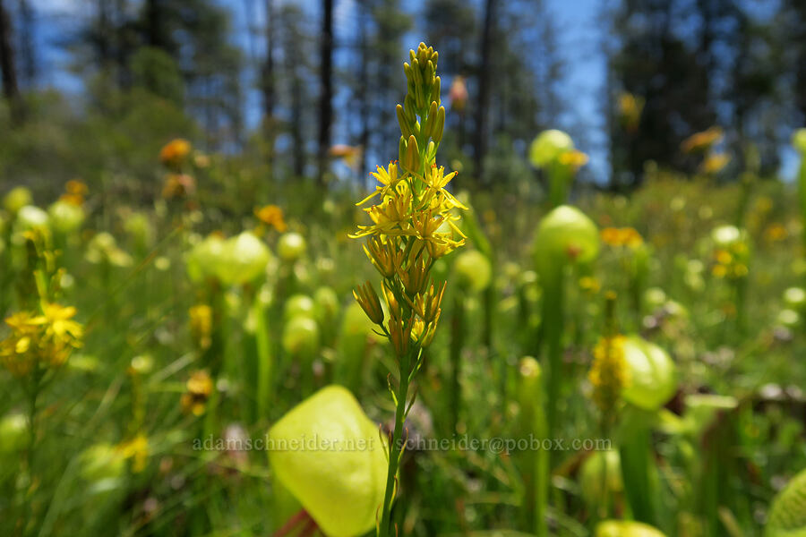 California bog asphodel & pitcher plants (Narthecium californicum, Darlingtonia californica) [Eight Dollar Mountain Botanical Wayside, Rogue River-Siskiyou National Forest, Josephine County, Oregon]