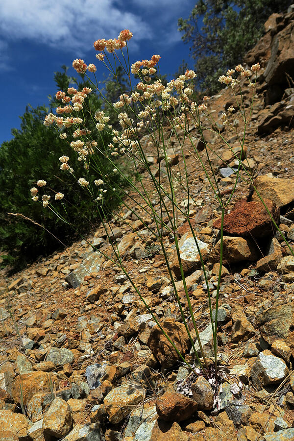 bare-stem buckwheat (Eriogonum nudum var. nudum) [Eight Dollar Road, Rogue River-Siskiyou National Forest, Josephine County, Oregon]