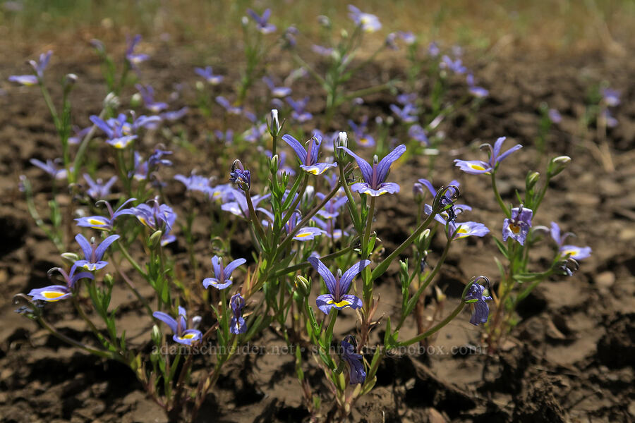 Bach's calico flower (Downingia bacigalupii) [Days Gulch Botanical Area, Rogue River-Siskiyou National Forest, Josephine County, Oregon]