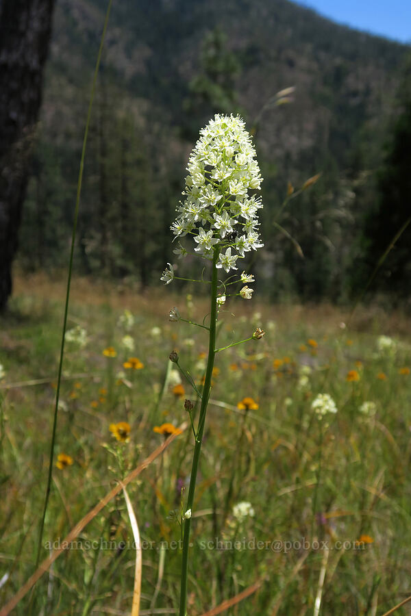 death-camas (Toxicoscordion venenosum (Zigadenus venenosus)) [Days Gulch Botanical Area, Rogue River-Siskiyou National Forest, Josephine County, Oregon]