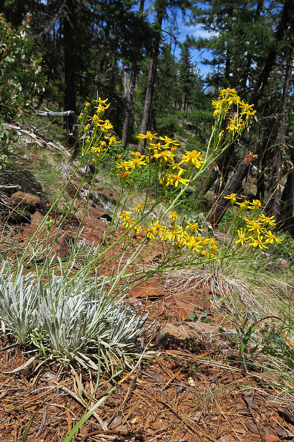 Siskiyou ragwort (Puget butterweed) (Packera macounii (Senecio fastigatus)) [Days Gulch Botanical Area, Rogue River-Siskiyou National Forest, Josephine County, Oregon]