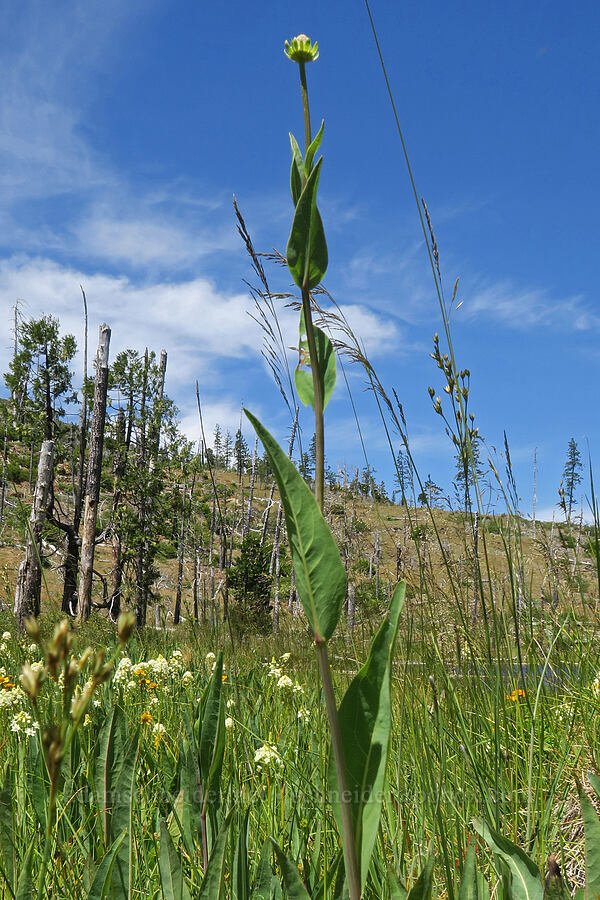 waxy coneflower (Rudbeckia glaucescens (Rudbeckia californica var. glauca)) [Days Gulch Botanical Area, Rogue River-Siskiyou National Forest, Josephine County, Oregon]